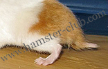 hamster wet tail